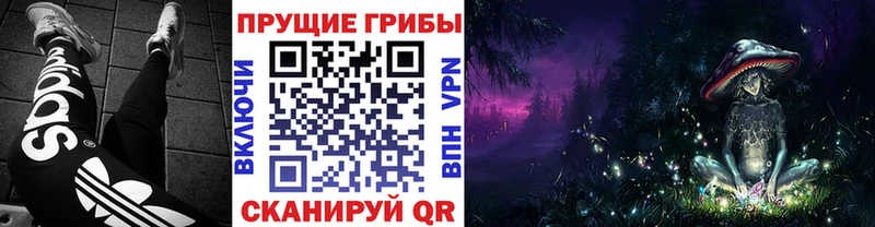 площадка состав  где купить наркотик  Циолковский  Галлюциногенные грибы Cubensis 